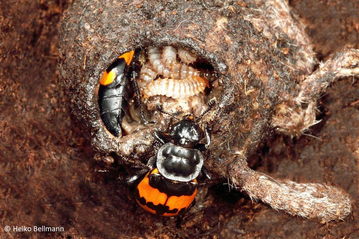 PhD position: Microbial Management and Parental Care in Burying Beetles