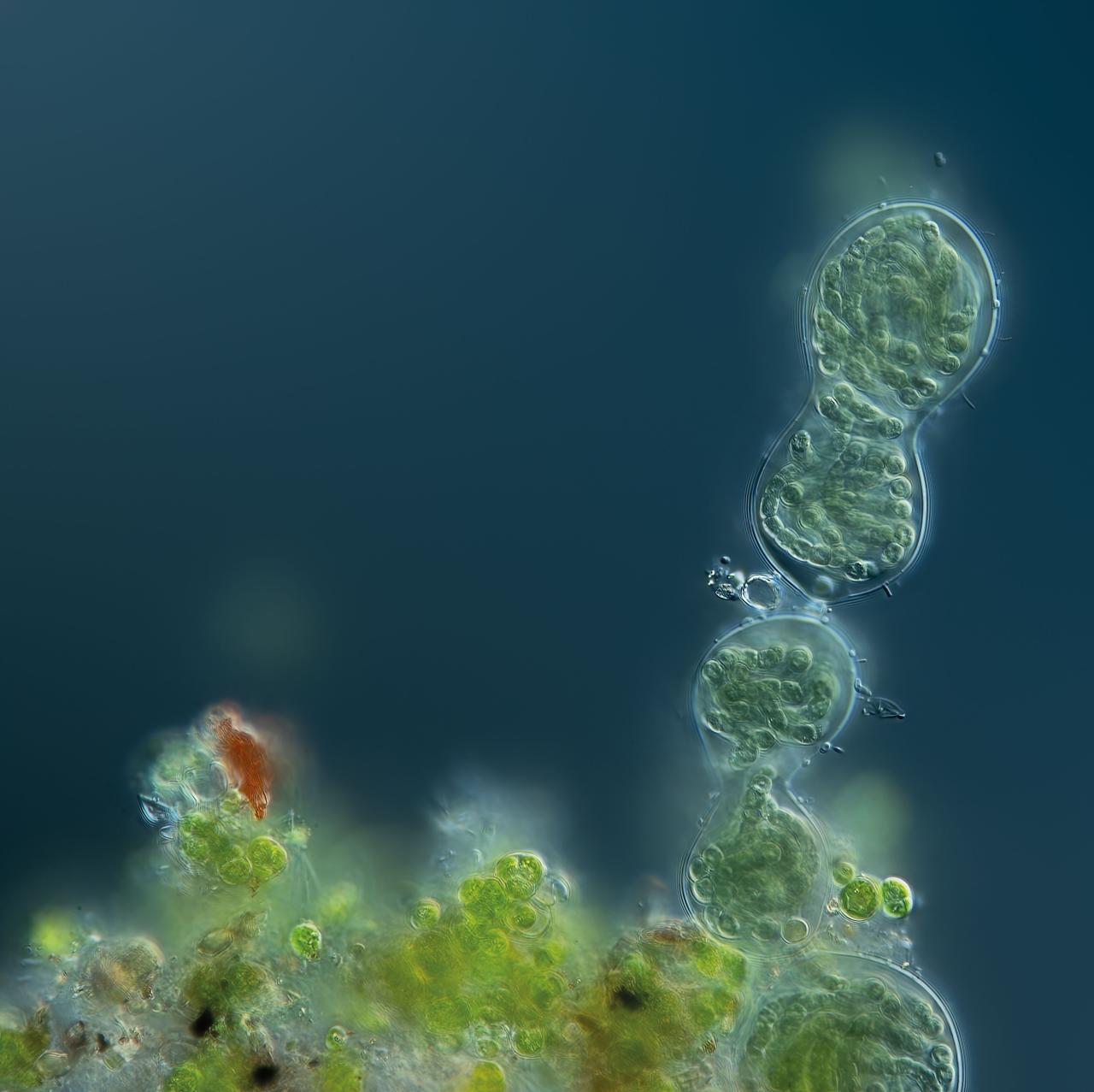 Natural oil seeps