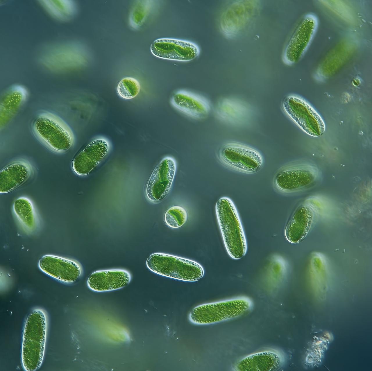Natural oil seeps