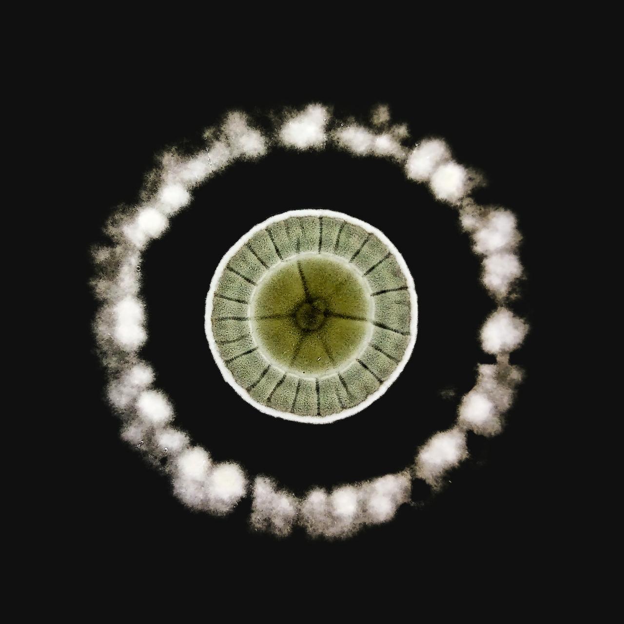Fungal Nebula
