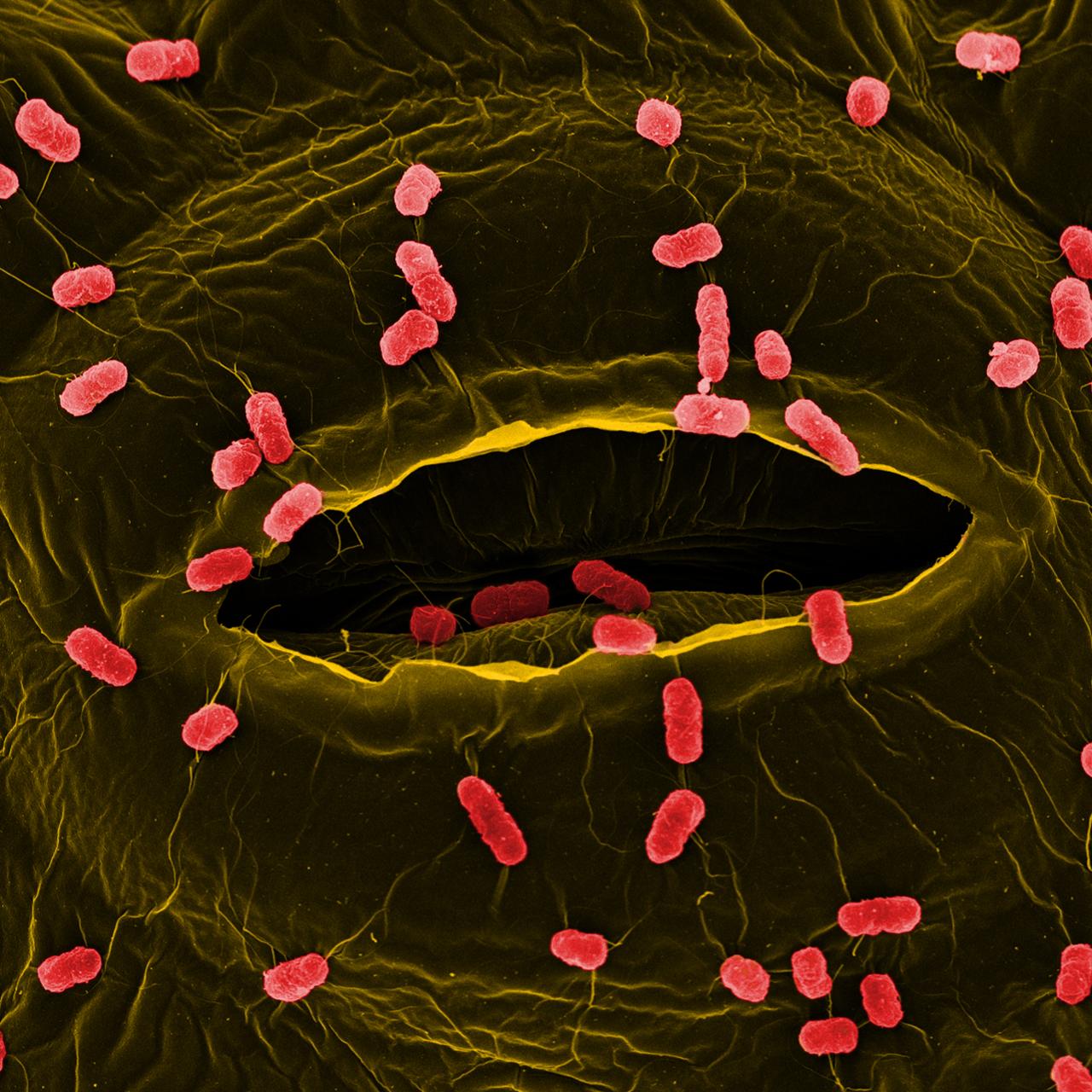 Salmonella Features on the ISME Host Microbe Cover