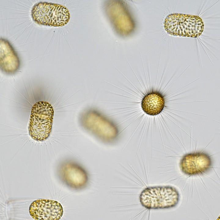The Diatom Behind The ISME Journal’s 2026 Cover